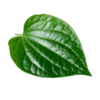 Betel leaves 6
