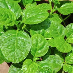 Fresh Malabar spinach/Pui Saag/Bachhali Aku