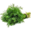 Fresh Dill