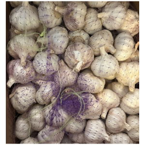 Garlic