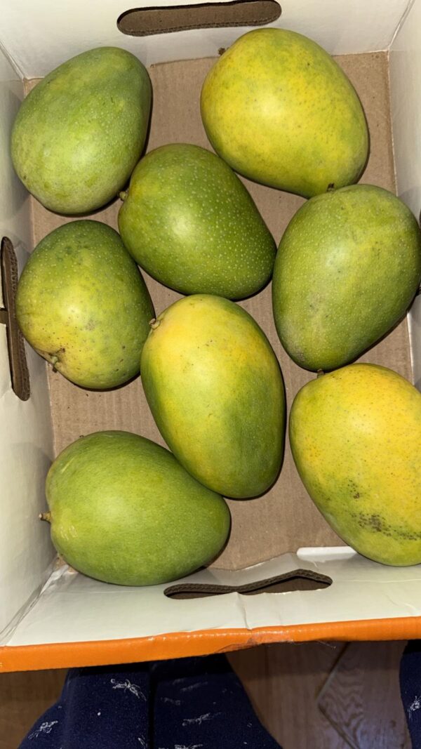 Banganapalle (Benishan and Bernisha) Mangoes Big Box - Image 3