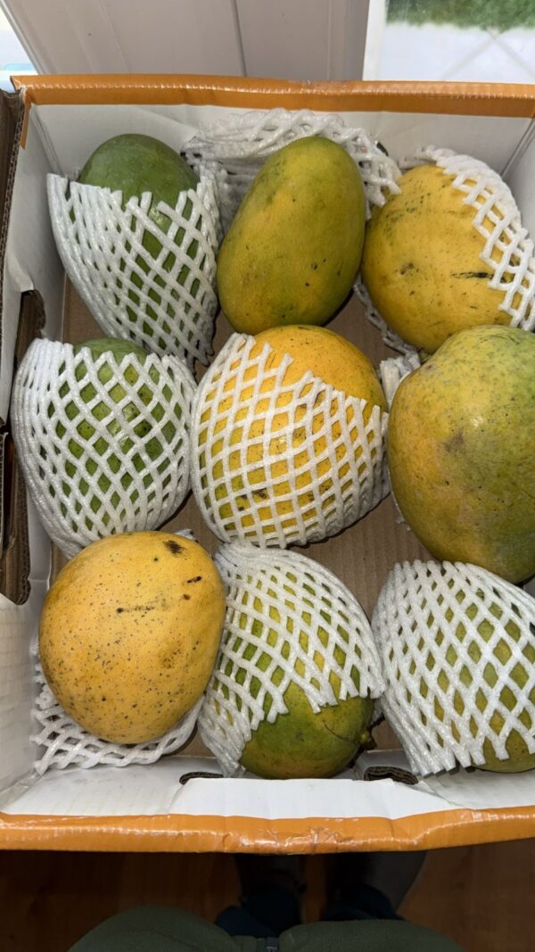 Banganapalle (Benishan and Bernisha) Mangoes Big Box