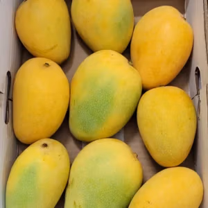 Banganapalle (Benishan and Bernisha) Mangoes Big Box