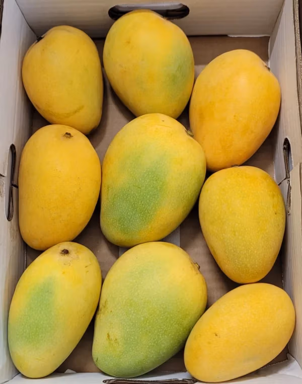 Banganapalle (Benishan and Bernisha) Mangoes Big Box