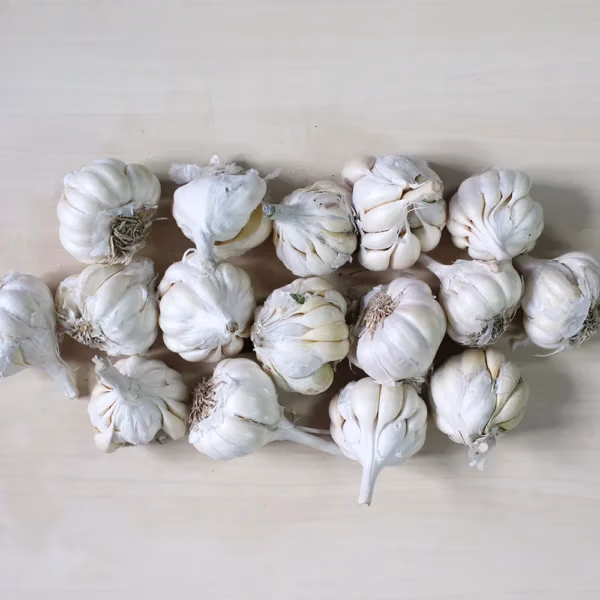 Indian Garlic