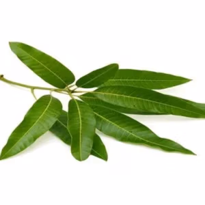 Mango 12 Leaves