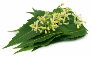 Neem Flowers 15-20G (Leaves free)