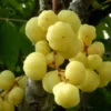 Star Goose Berry_Box - Image 2