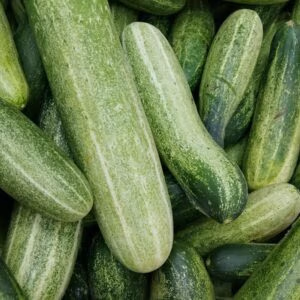 Indian Keera Cucumber each