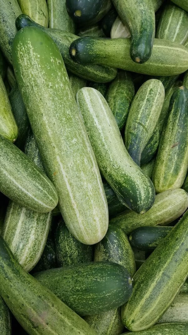 Indian Keera Cucumber each