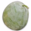 Ash Gourd