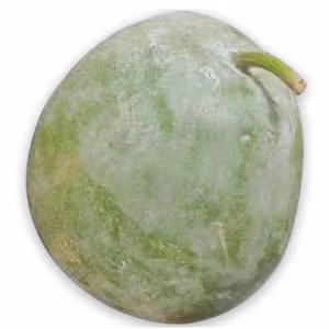 Ash Gourd