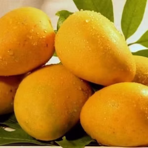 Himayat Mangoes