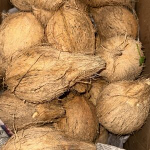 Fresh Coconut Best Quality