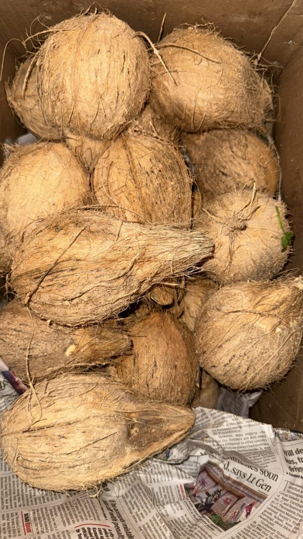 Fresh Coconut Best Quality