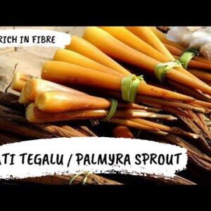Palmyra Sprout-Thegalu