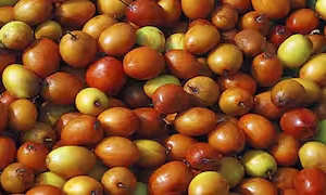Regipallu /Jujube fruit /Chameli bore