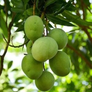 Pickle Raw Mangos 1kg